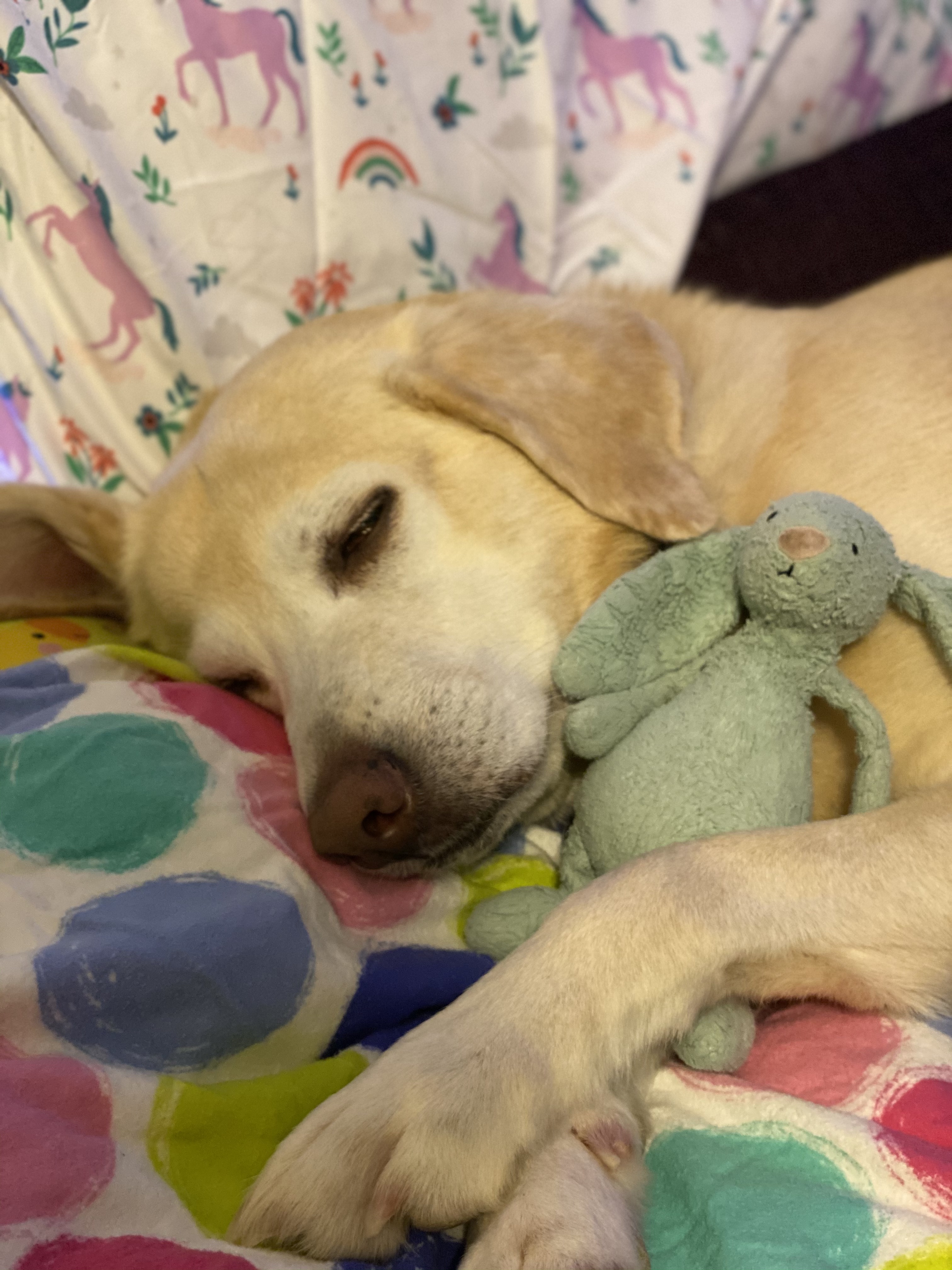 Blue Lou with a very good dog